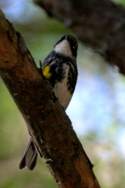 Yellow-rumped Myrtle Warbler