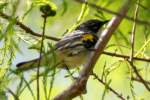 Yellow-rumped Myrtle Warbler