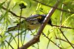 Yellow-rumped Myrtle Warbler