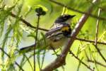 Yellow-rumped Myrtle Warbler