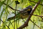 Yellow-rumped Myrtle Warbler