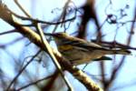 Yellow-rumped Warbler