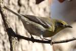 Pine Warbler