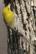 Pine Warbler