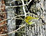 Pine Warbler