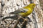 Pine Warbler