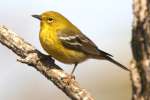 Pine Warbler