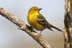 Pine Warbler