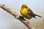 Pine Warbler