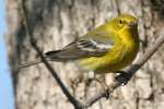 Pine Warbler