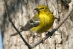 Pine Warbler