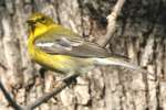 Pine Warbler