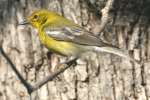 Pine Warbler