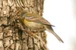 Pine Warbler