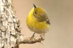 Pine Warbler