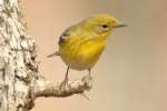 Pine Warbler