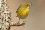 Pine Warbler