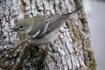 Pine Warbler