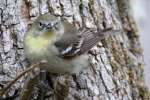 Pine Warbler