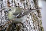 Pine Warbler