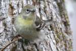 Pine Warbler
