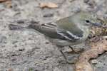 Pine Warbler
