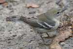 Pine Warbler