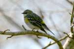 Yellow-rumped Warbler