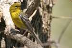 Pine Warbler