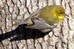 Pine Warbler