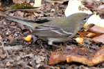 Pine Warbler
