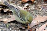 PineWarbler