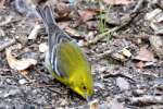 Pine Warbler