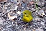 Pine Warbler