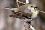 Yellow-rumped Warbler