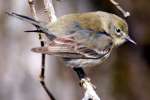 Yellow-rumped Warbler
