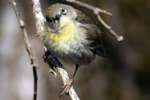 Yellow-rumped Warbler
