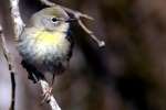 Yellow-rumped Warbler