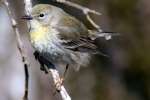 Yellow-rumped Warbler