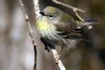 Yellow-rumped Warbler