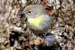 Yellow-rumped Warbler