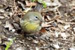 Yellow-rumped Warbler