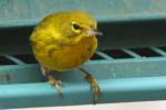 Pine Warbler
