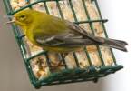 Pine Warbler
