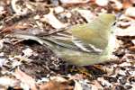 PineWarbler