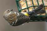 Yellow-rumped Myrtle Warbler