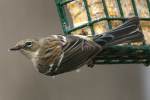 Yellow-rumped Myrtle Warbler