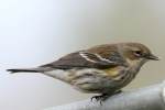 Yellow-rumped Myrtle Warbler