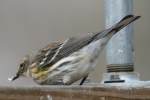 Yellow-rumped Myrtle Warbler