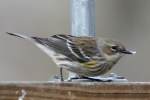 Yellow-rumped Myrtle Warbler